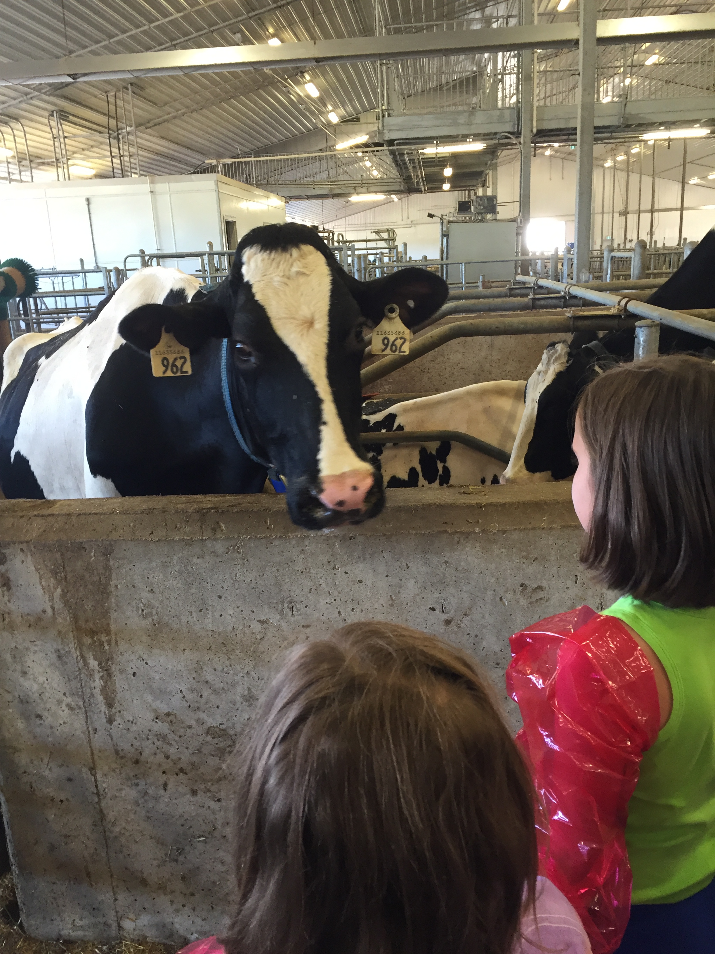 Participants in the AgBio Discovery Camp meet a variety of livestock during their time on campus.