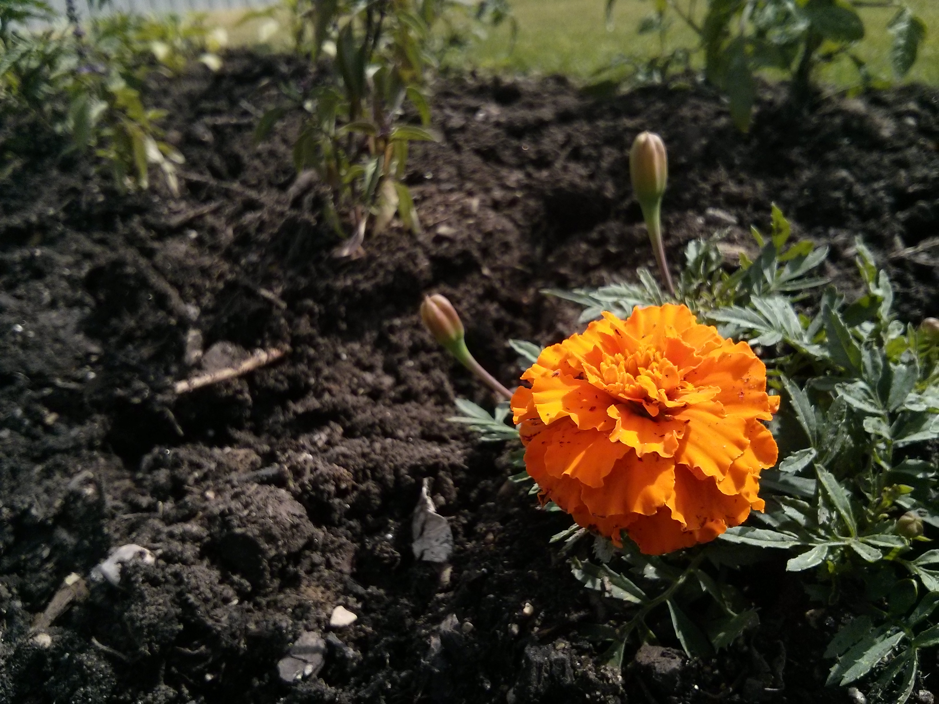 Marigolds growing at the USB Community Garden